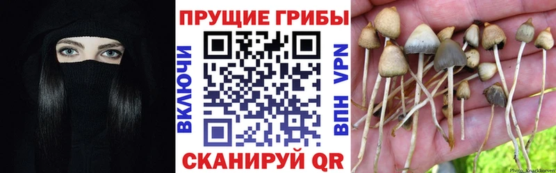 Купить где  Дюртюли  Галлюциногенные грибы Psilocybine cubensis 